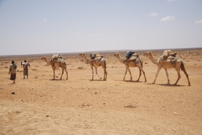 Puntland (geeddi)
