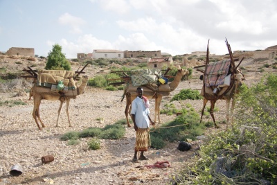 Puntland (Eyl, geeddi)