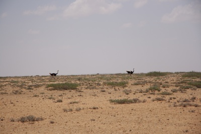 Puntland (gorayo)